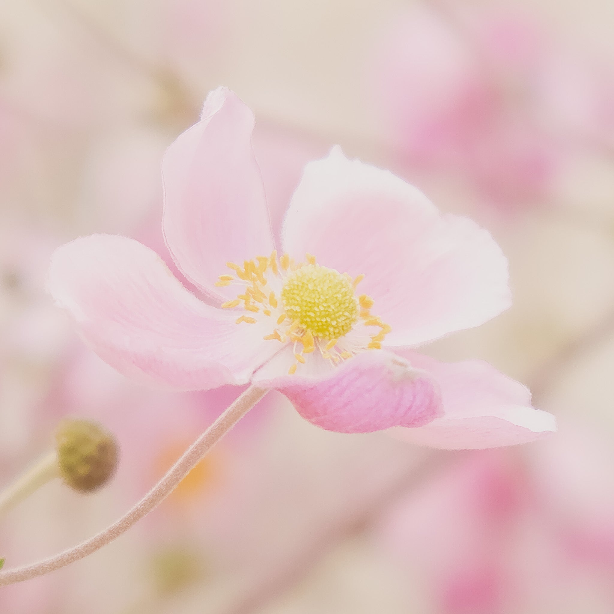 Études florales