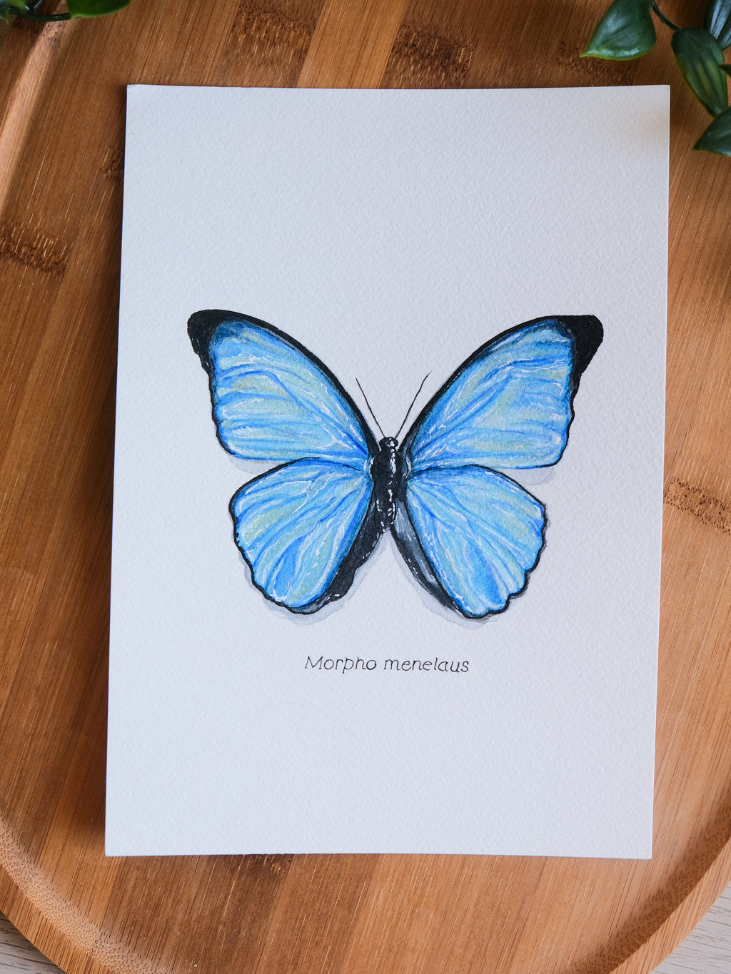 Aquarelle papillon
