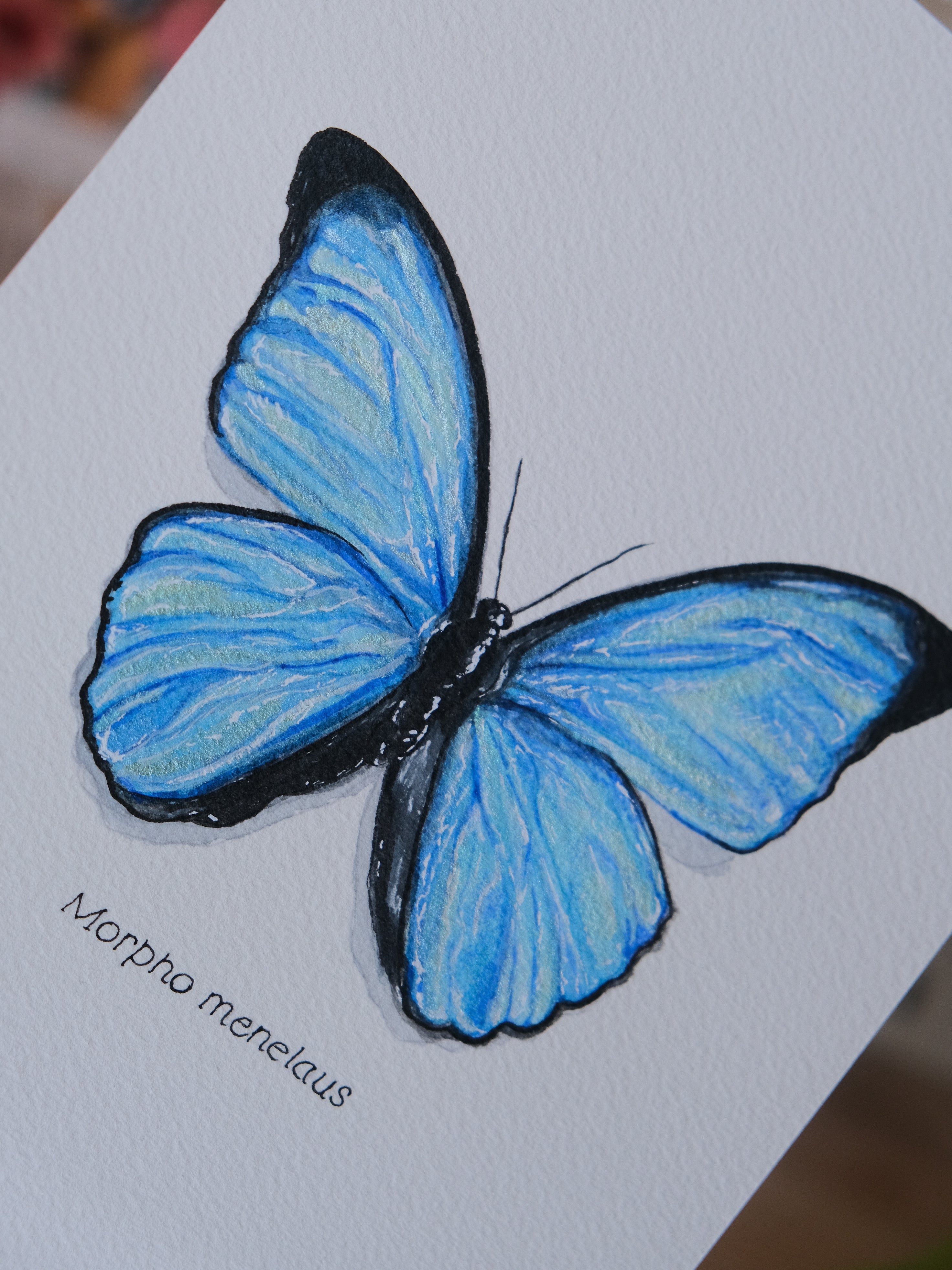 Aquarelle papillon