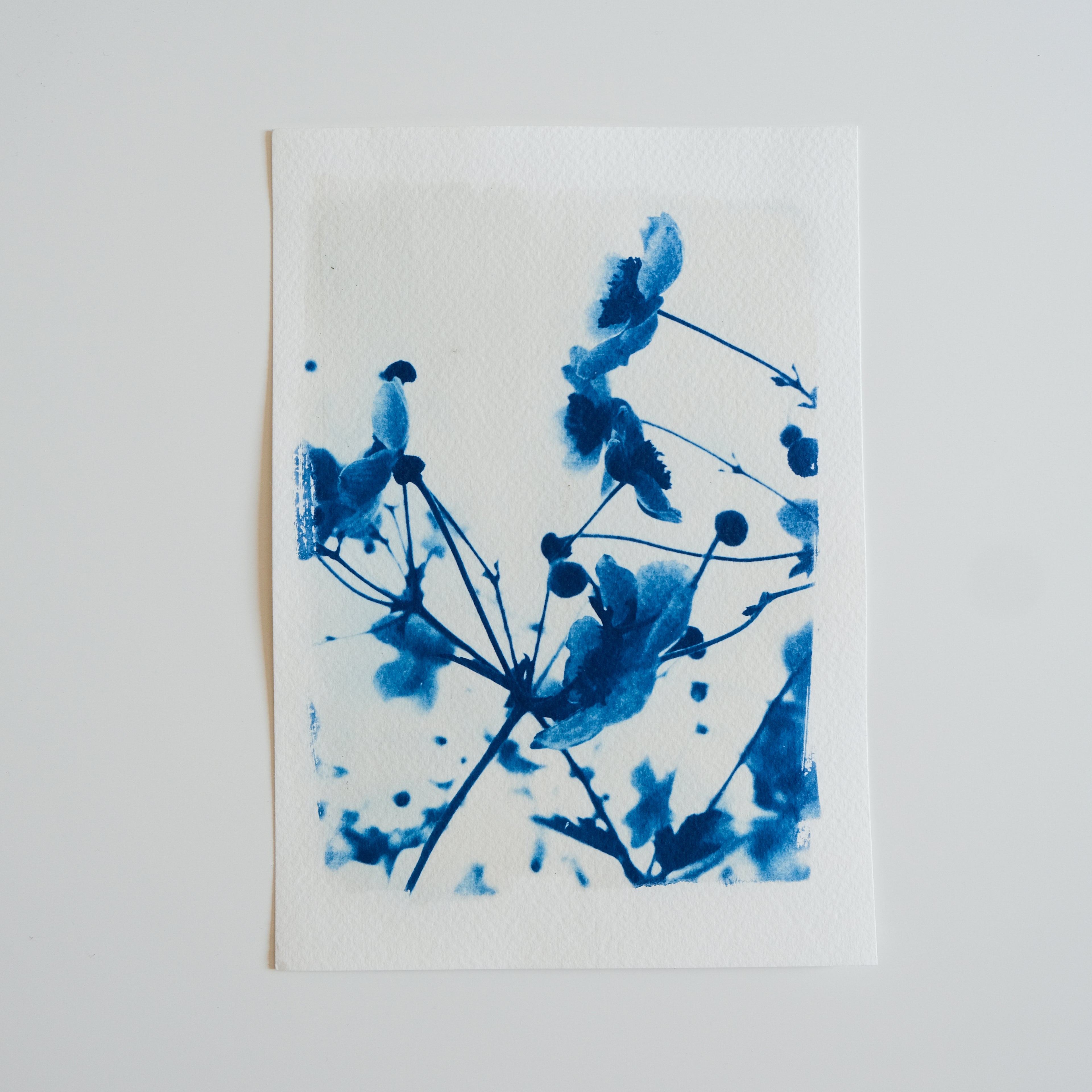 Cyanotype fleurs du jardin