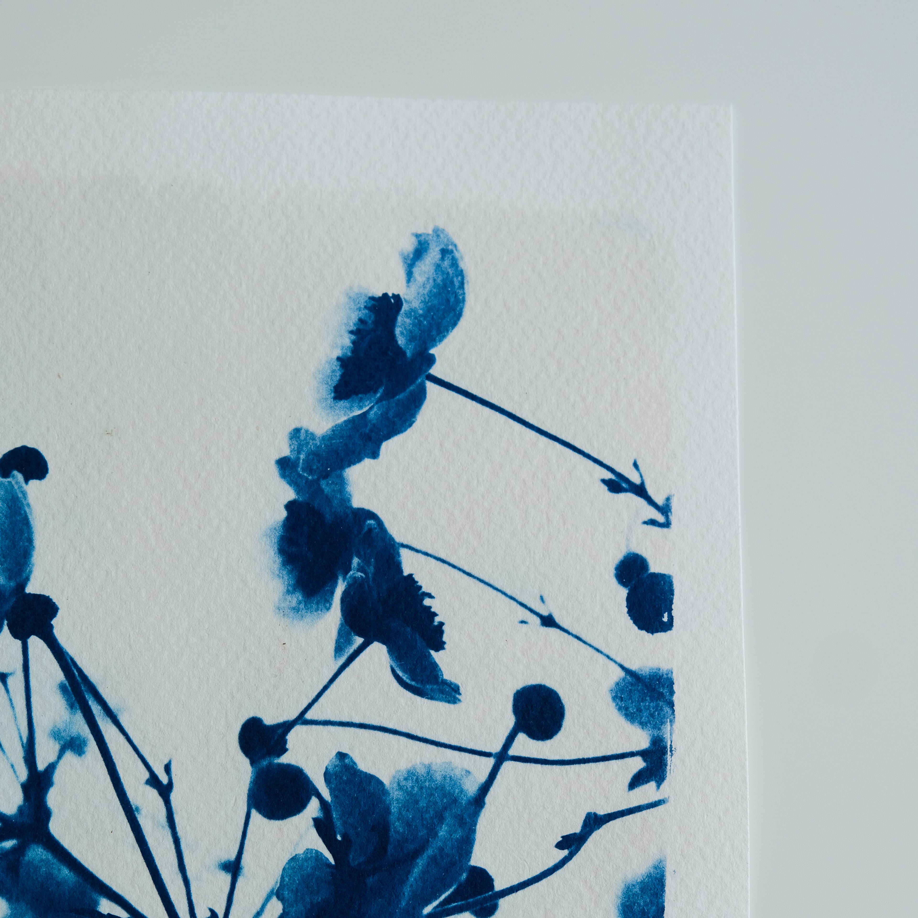 Cyanotype fleurs du jardin