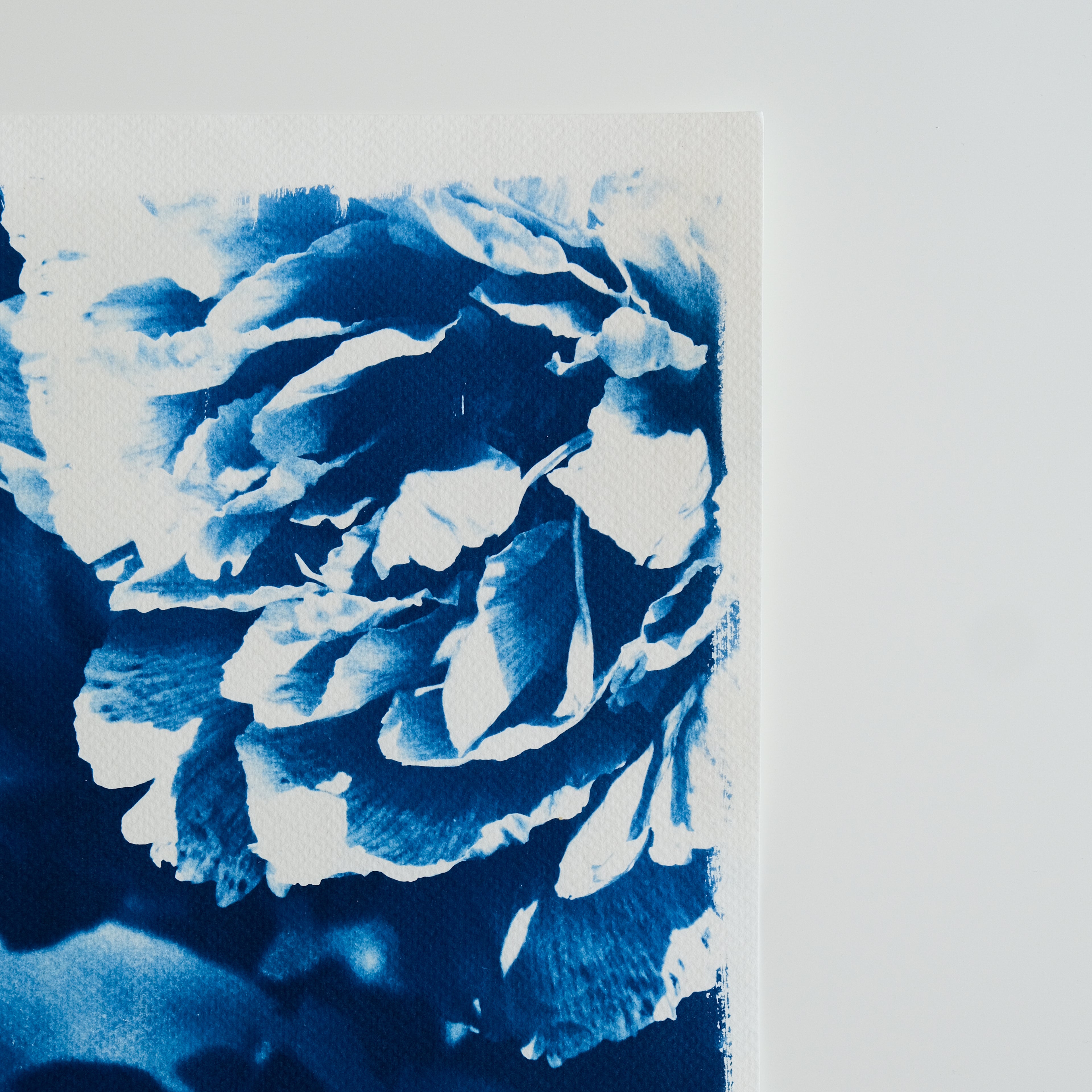 Cyanotype pivoine