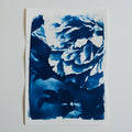 Cyanotype pivoine