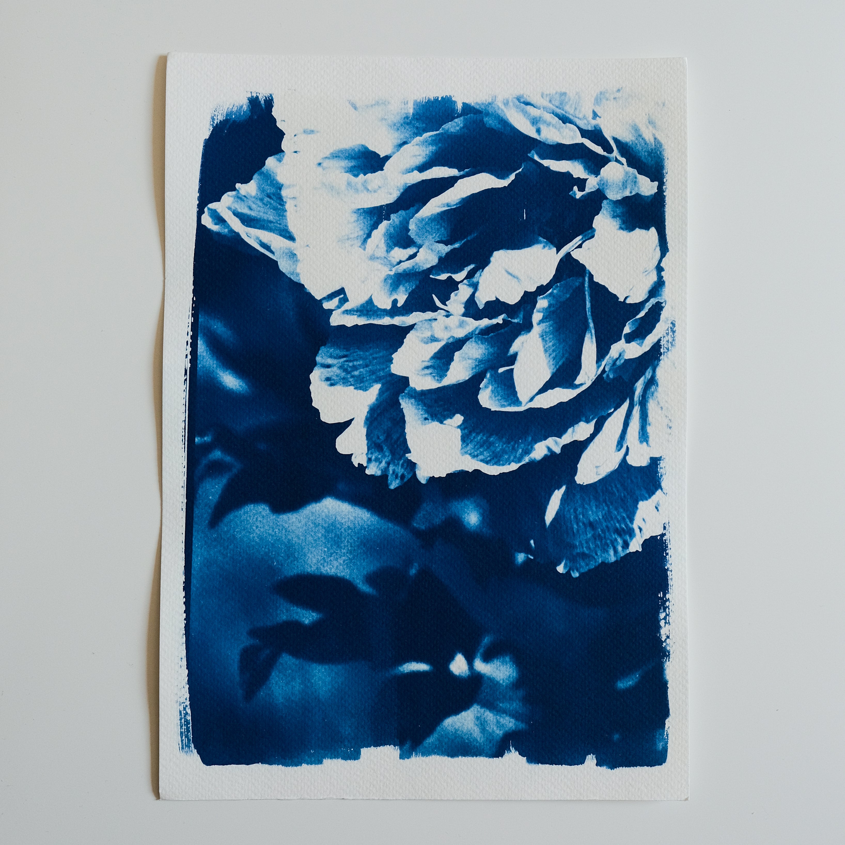 Cyanotype pivoine