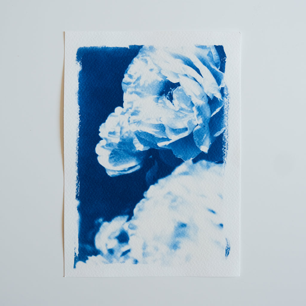 Cyanotype fleurs
