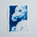 Cyanotype fleurs