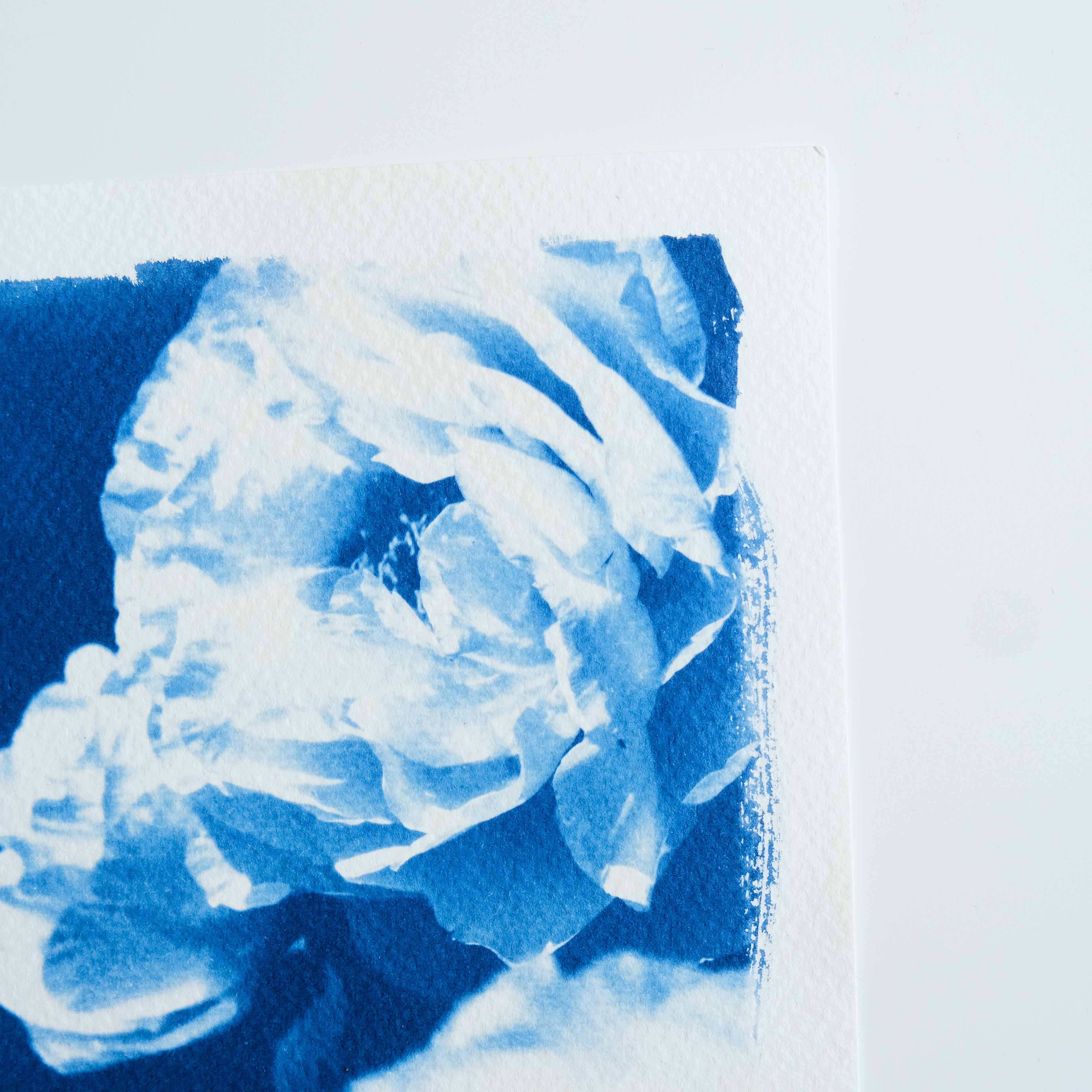 Cyanotype fleurs