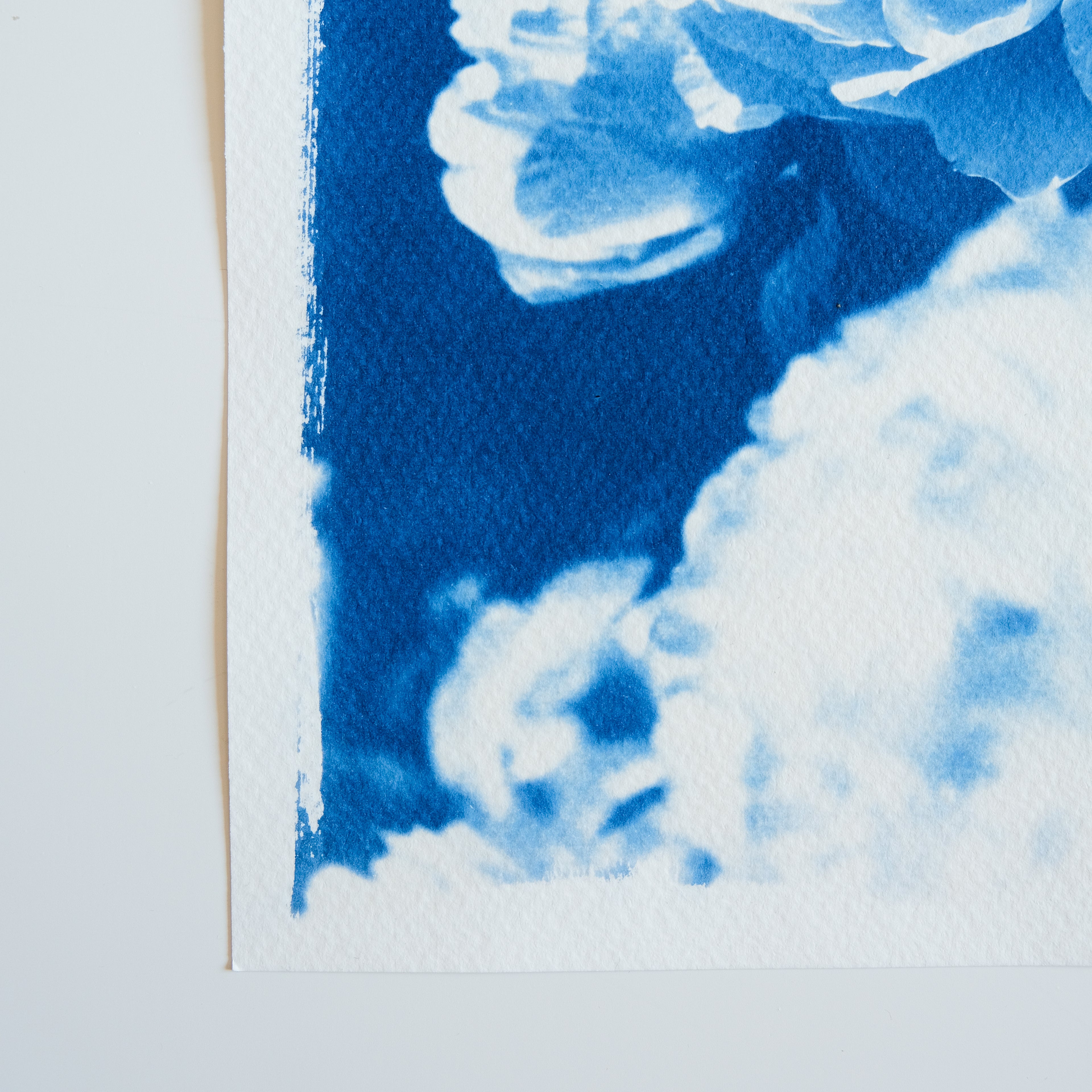 Cyanotype fleurs