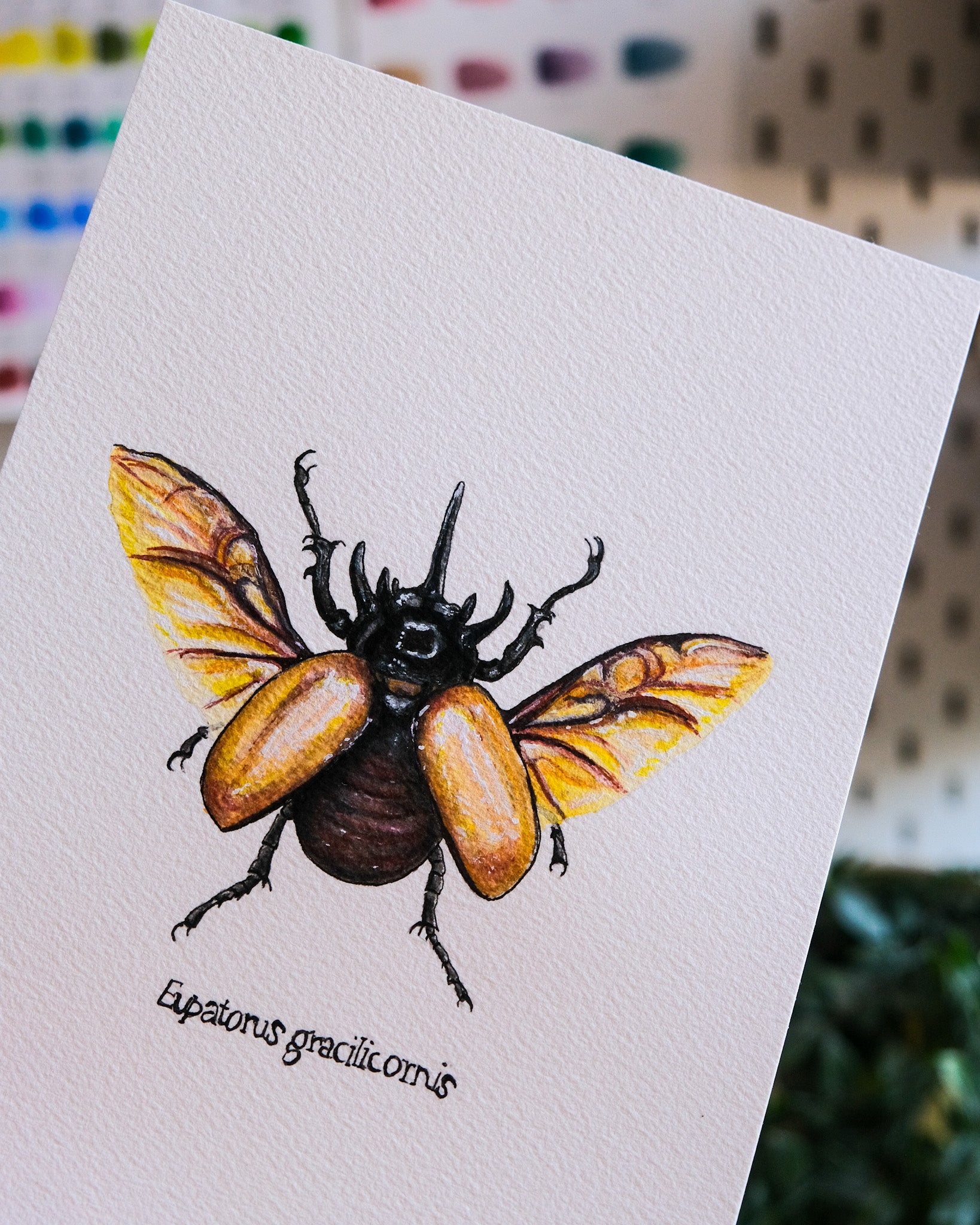 Aquarelle scarabée